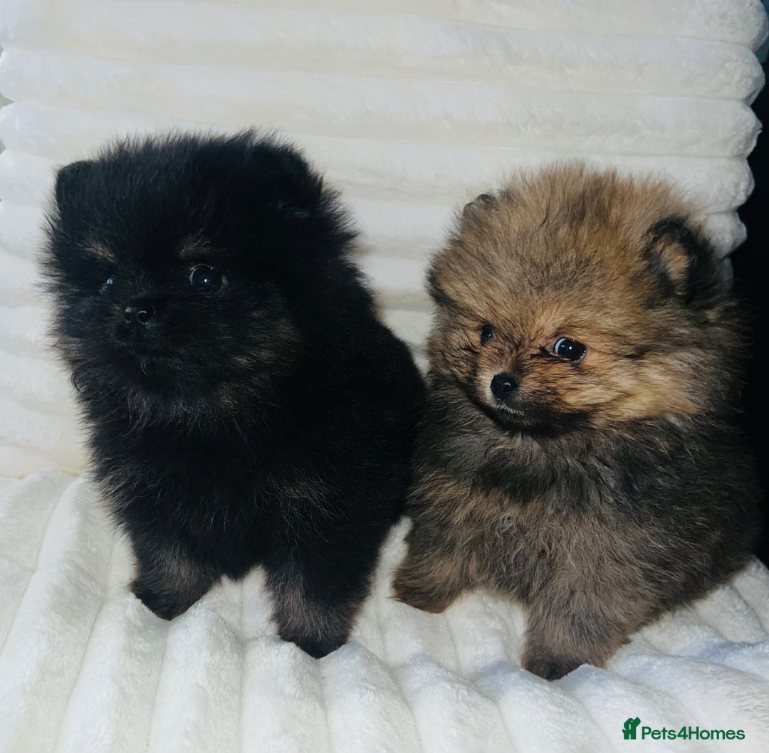 Pomeranian dogs for sale: Adorable Mini Pomeranian Puppies - Image 1