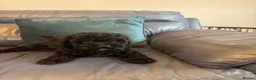 Toy Poodle dogs for sale: KC Healthtested Toy Poodle puppies phantom silver  - Advert 3