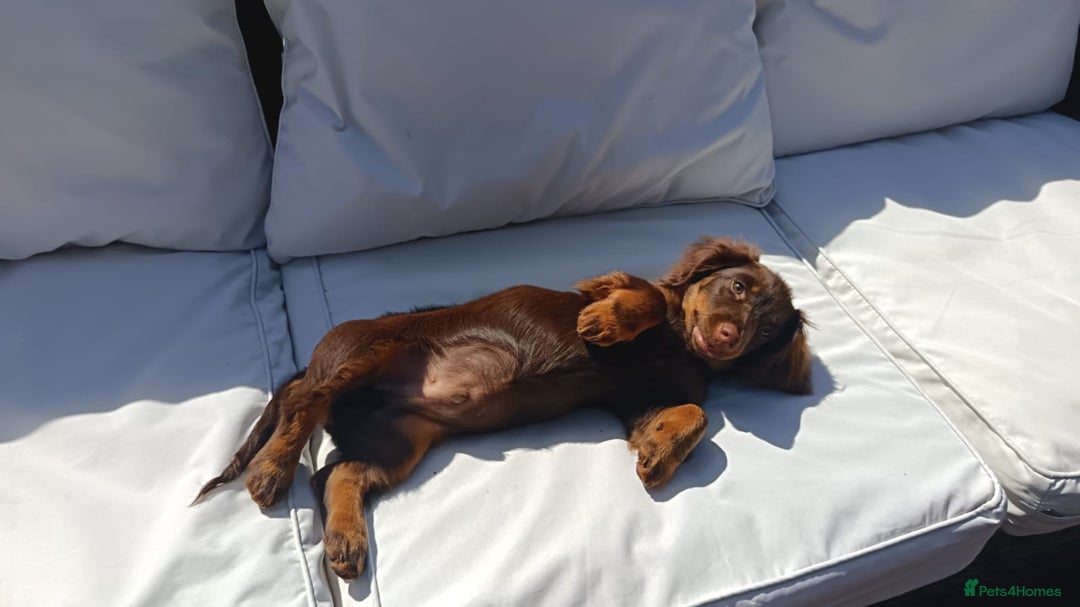 Miniature Dachshund dogs for sale: Miniature long haired dachshund - Image 5