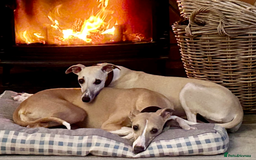 Whippet dogs for sale: Top quality pups due October - Image 3