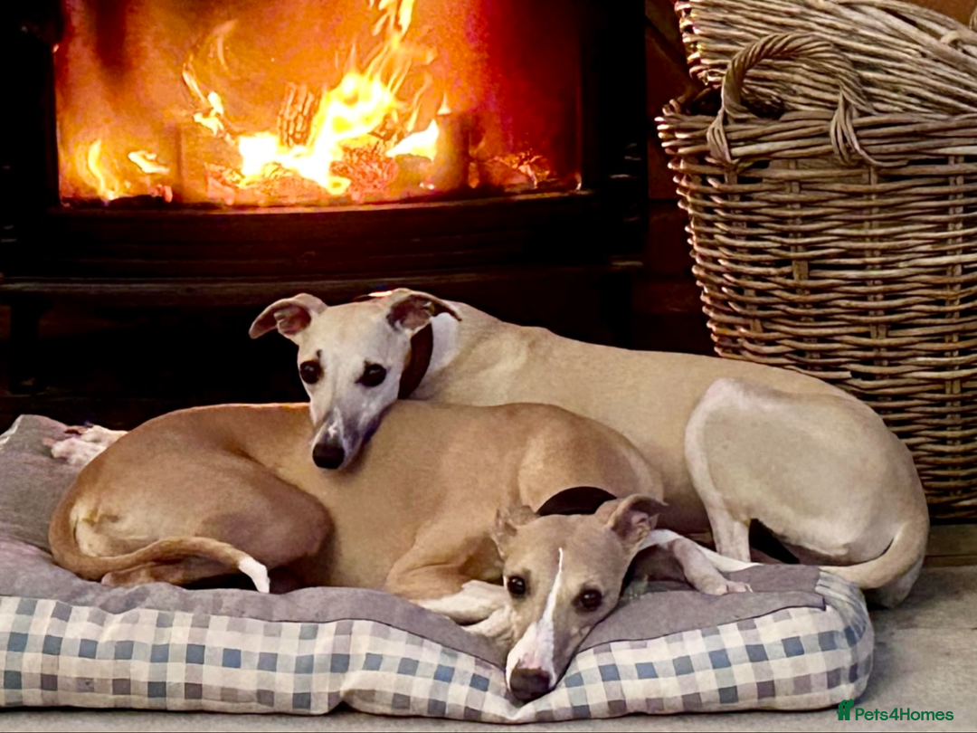 Whippet dogs for sale: Top quality pups due October - Image 3