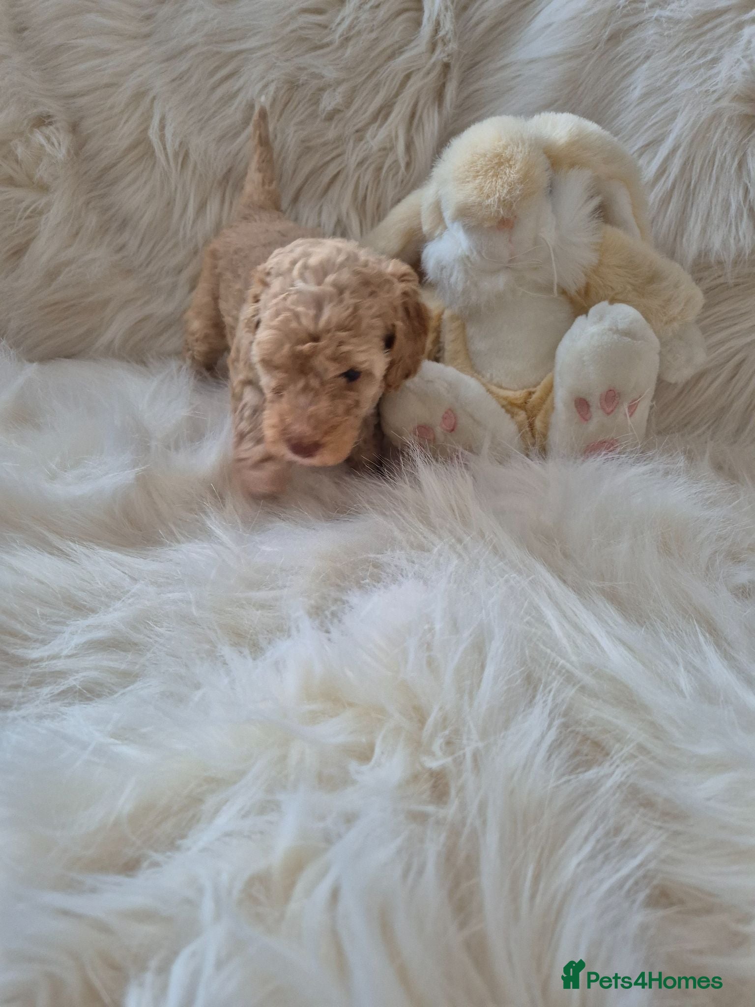 Cockapoo dogs 1 GIRL & 1 BOY COCKAPOO LEFT  - Advert 2
