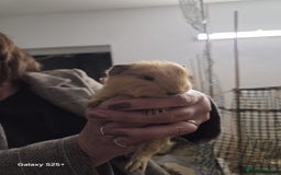 Guinea Pig rodents for sale: Lunkarya Guinea Pig Babies - Image 3