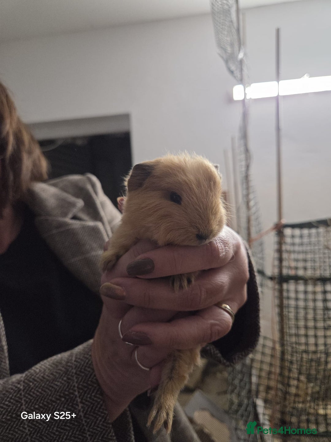 Guinea Pig rodents for sale: Lunkarya Guinea Pig Babies - Image 3
