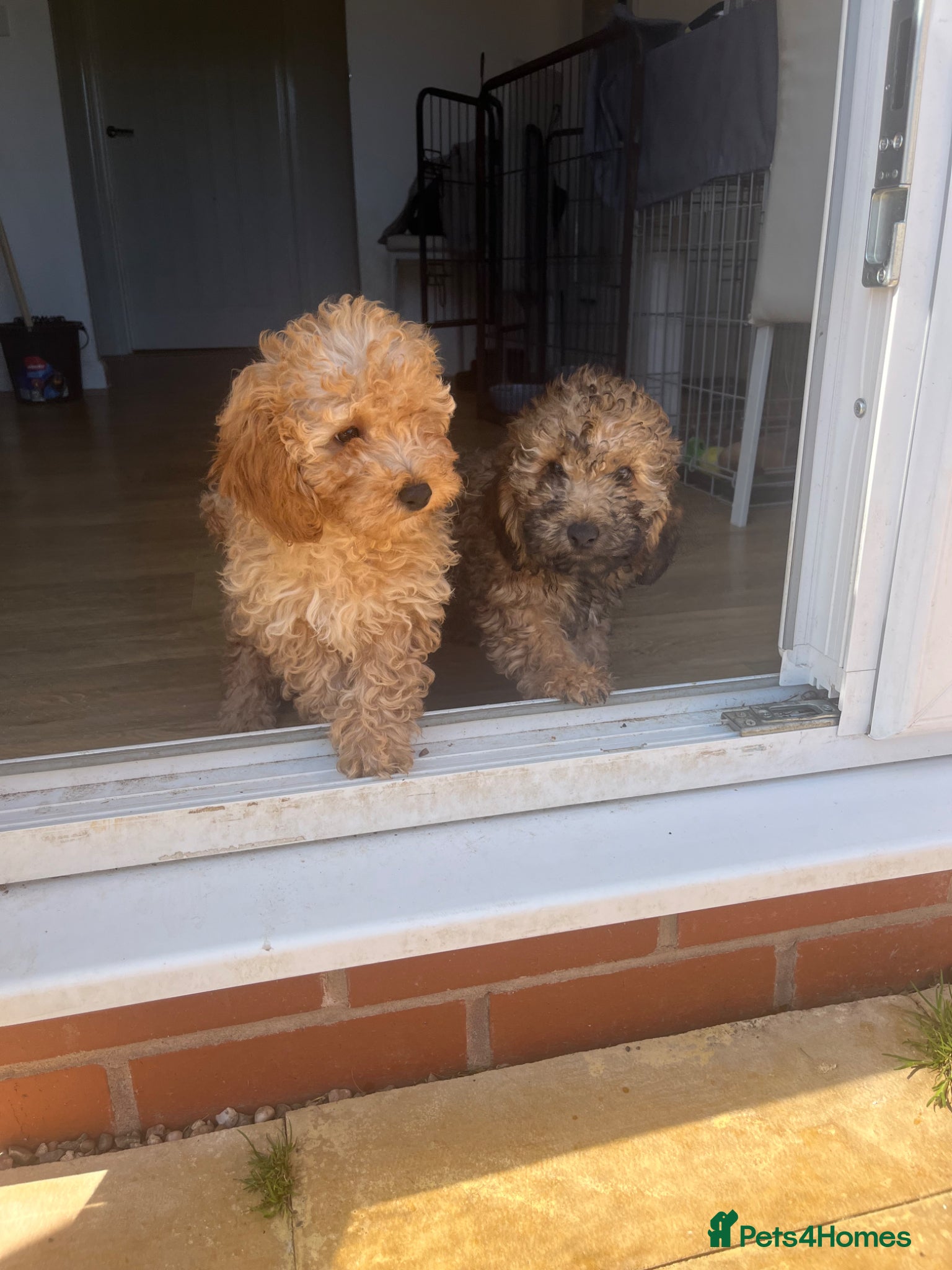 Cavapoo dogs F1b cavapooo puppy’s  - Advert 12