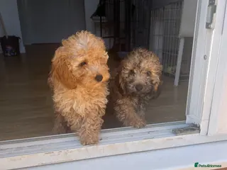 Cavapoo dogs F1b cavapooo puppy’s - Advert 12