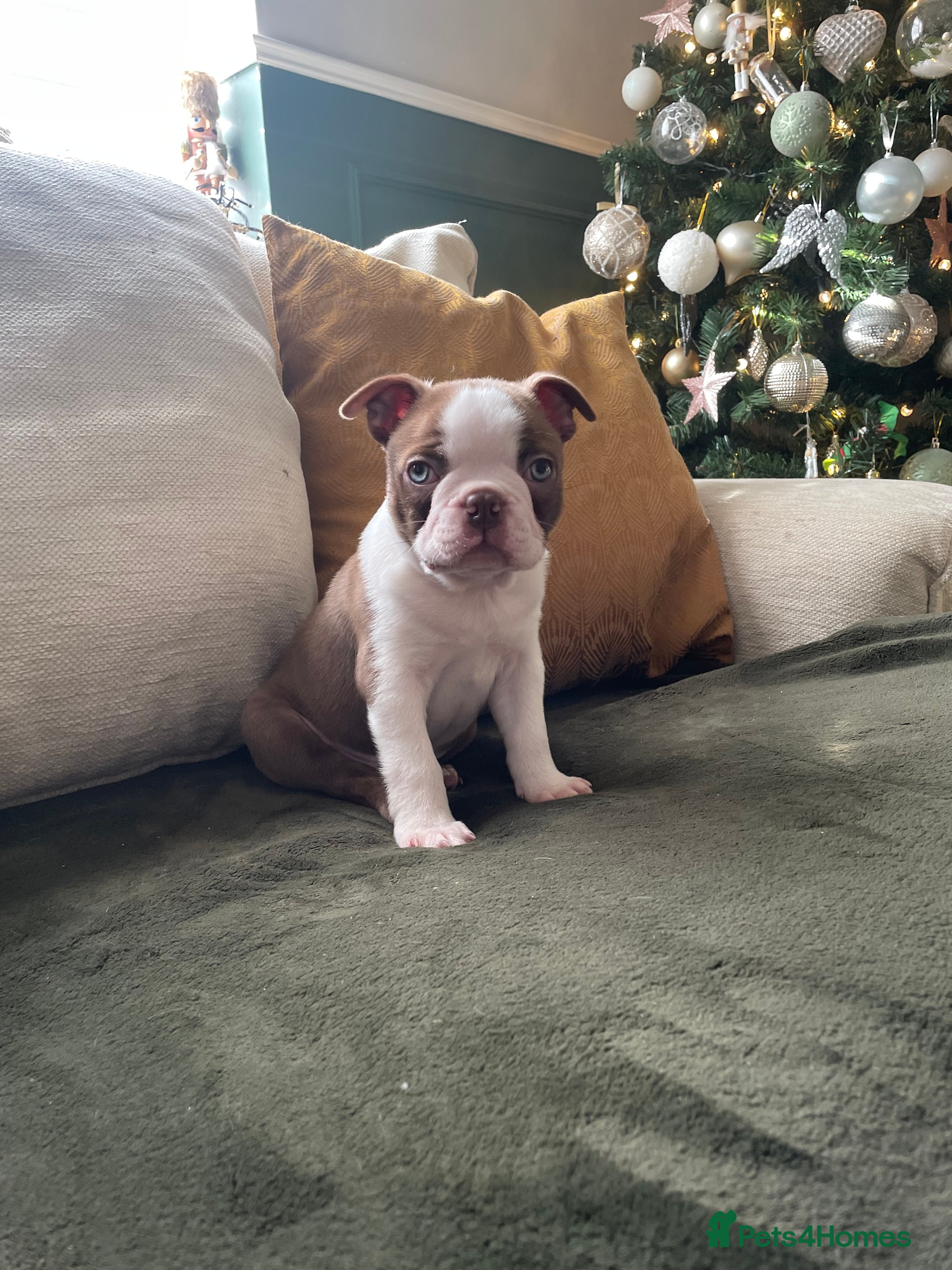 Boston Terrier dogs 1 brown boy Boston puppy available now  - Advert 2