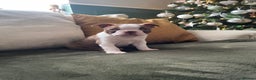 Boston Terrier dogs for sale: 1 brown boy Boston puppy available now  - Advert 1