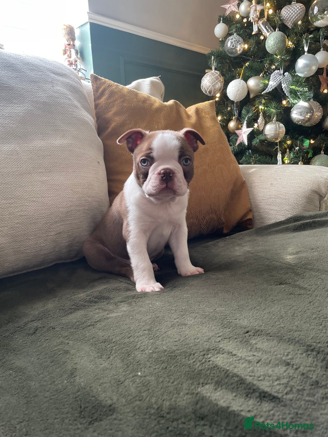 Boston Terrier dogs for sale: 1 brown boy Boston puppy available now  - Advert 1