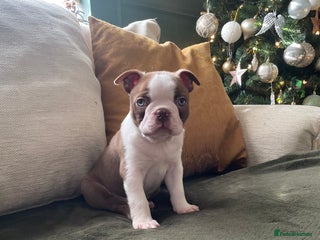 Boston Terrier dogs 1 brown boy Boston puppy available now - Advert 1