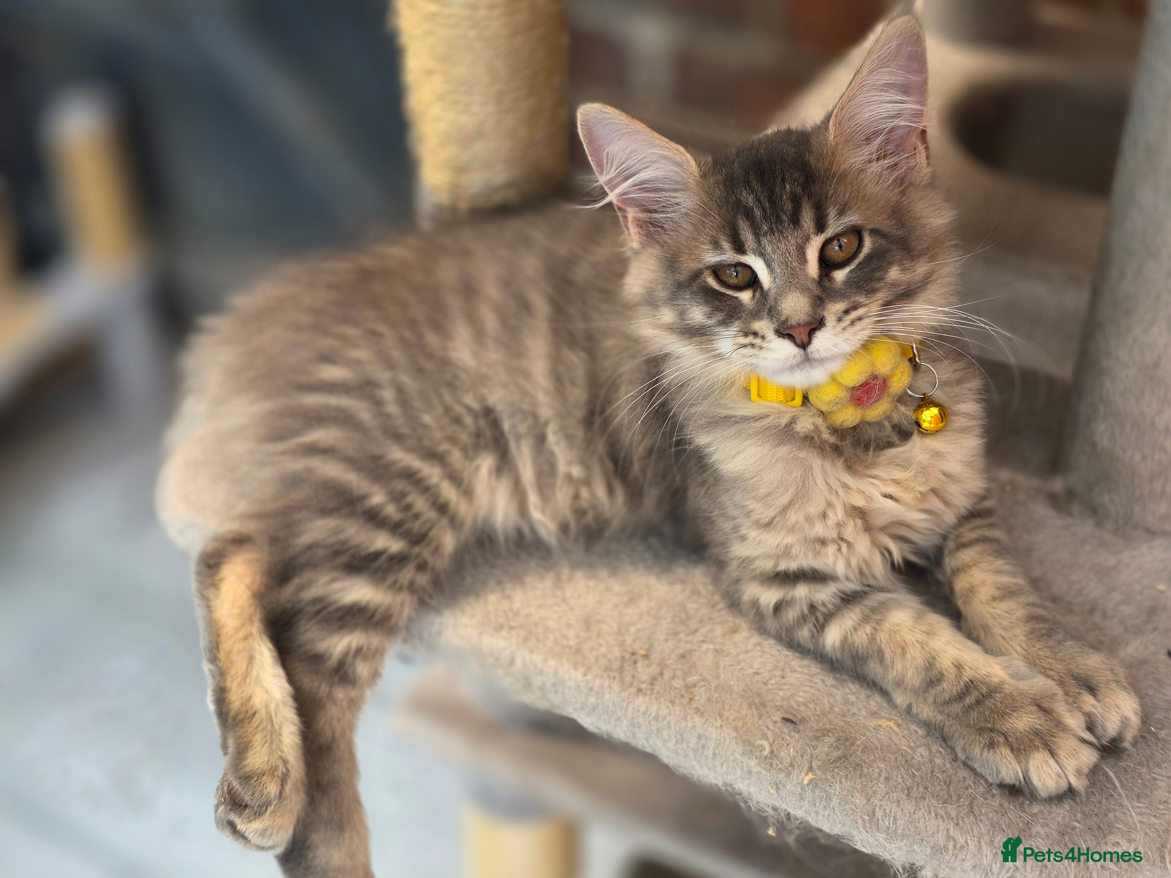 Maine Coon cats ❤️ TICA Registered Maine Coon Kittens Ready Now ❤️ - Advert 2