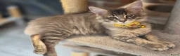 Maine Coon cats for sale: ❤️ TICA Registered Maine Coon Kittens Ready Now ❤️ - Advert 32