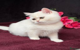 British Shorthair cats for sale: British shorthair kittens golden silver TICA - Image 17