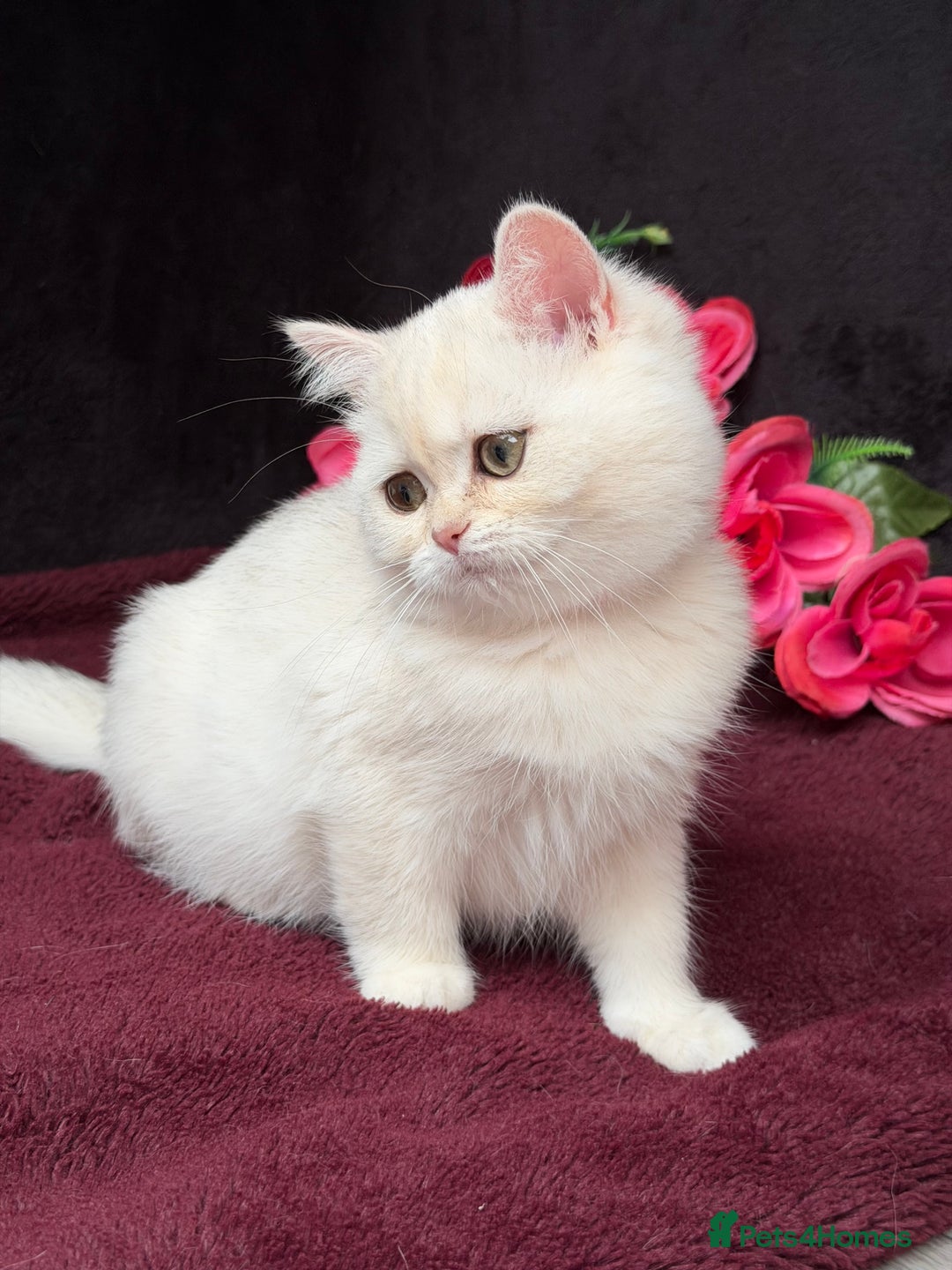 British Shorthair cats for sale: British shorthair kittens golden silver TICA - Image 17