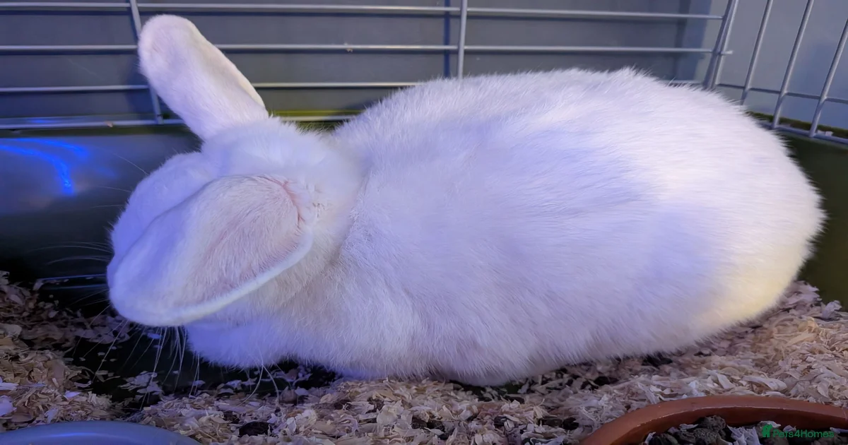 Rabbits for Sale for sale in Cornwall | Pets4Homes
