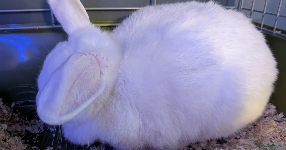 Rabbits for Sale for sale in Cornwall | Pets4Homes