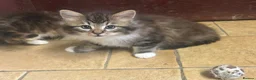 Mixed Breed cats for sale: Beautiful long haired kittens  - Advert 6