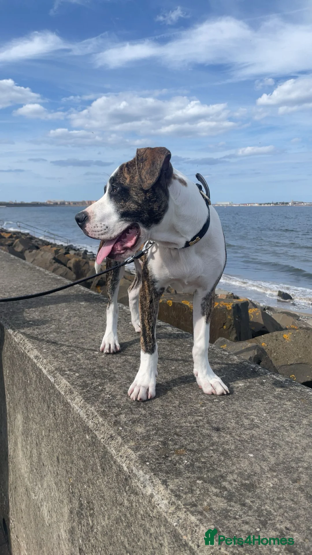 Mixed Breed dogs for sale: Bruno  - Advert 2