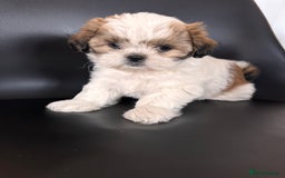 Shih Tzu dogs for sale: ShihTzu Puppies Ready for Their Forever Homes Soon - Image 6