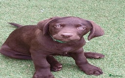 Labrador Retriever dogs for sale: **READY NOW**CHOCOLATE LAB PUPS - Image 18