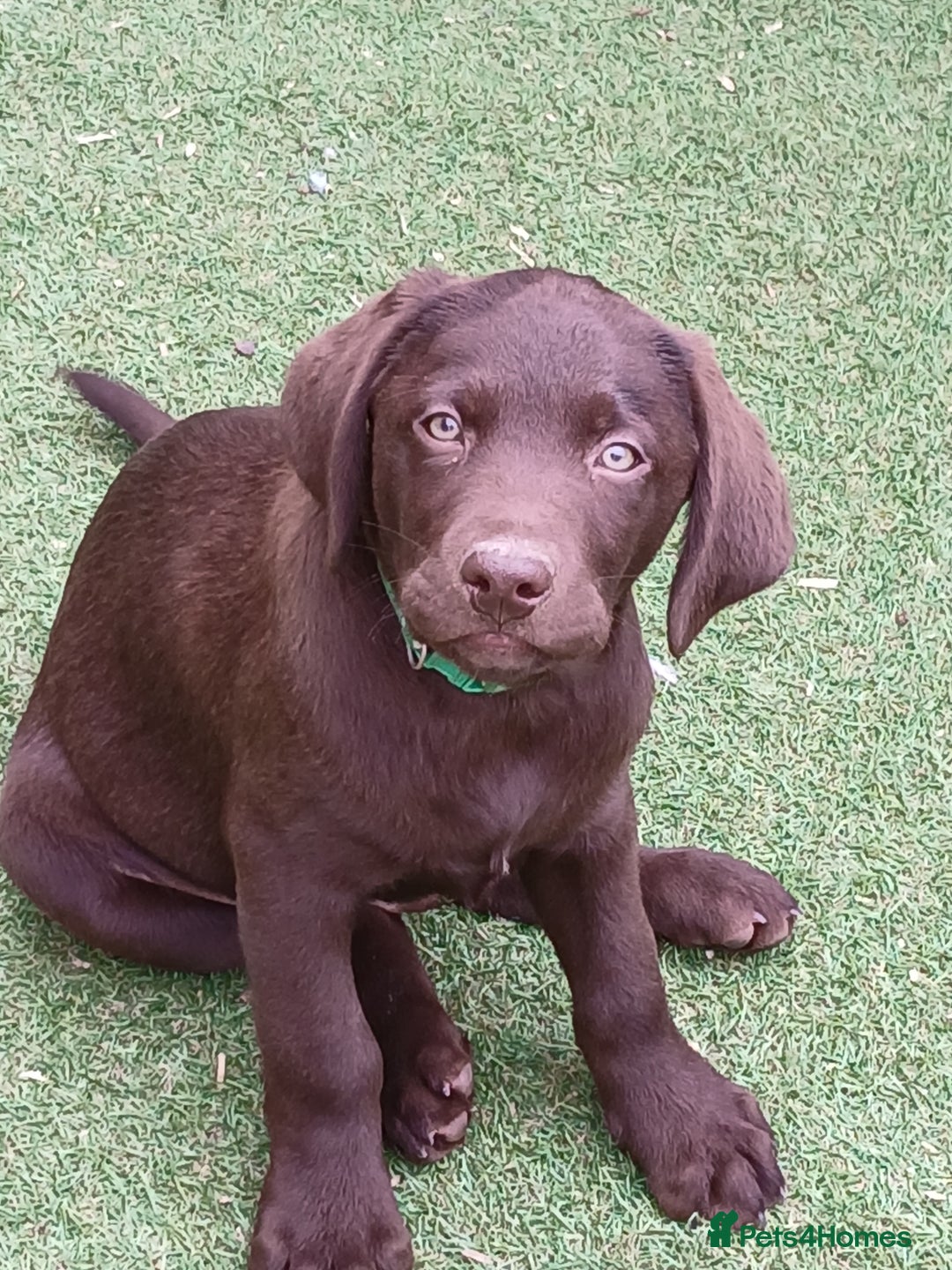 Labrador Retriever dogs for sale: **READY NOW**CHOCOLATE LAB PUPS - Image 18