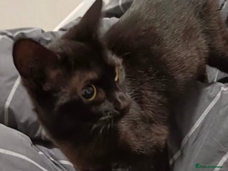 Bombay cats Cosmo and Spooky - Advert 2