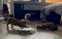 Bengal cats for sale: Stunning 5 Generations Pedigree kittens in London - Image 15
