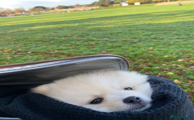 Pomeranian dogs - Advert 5