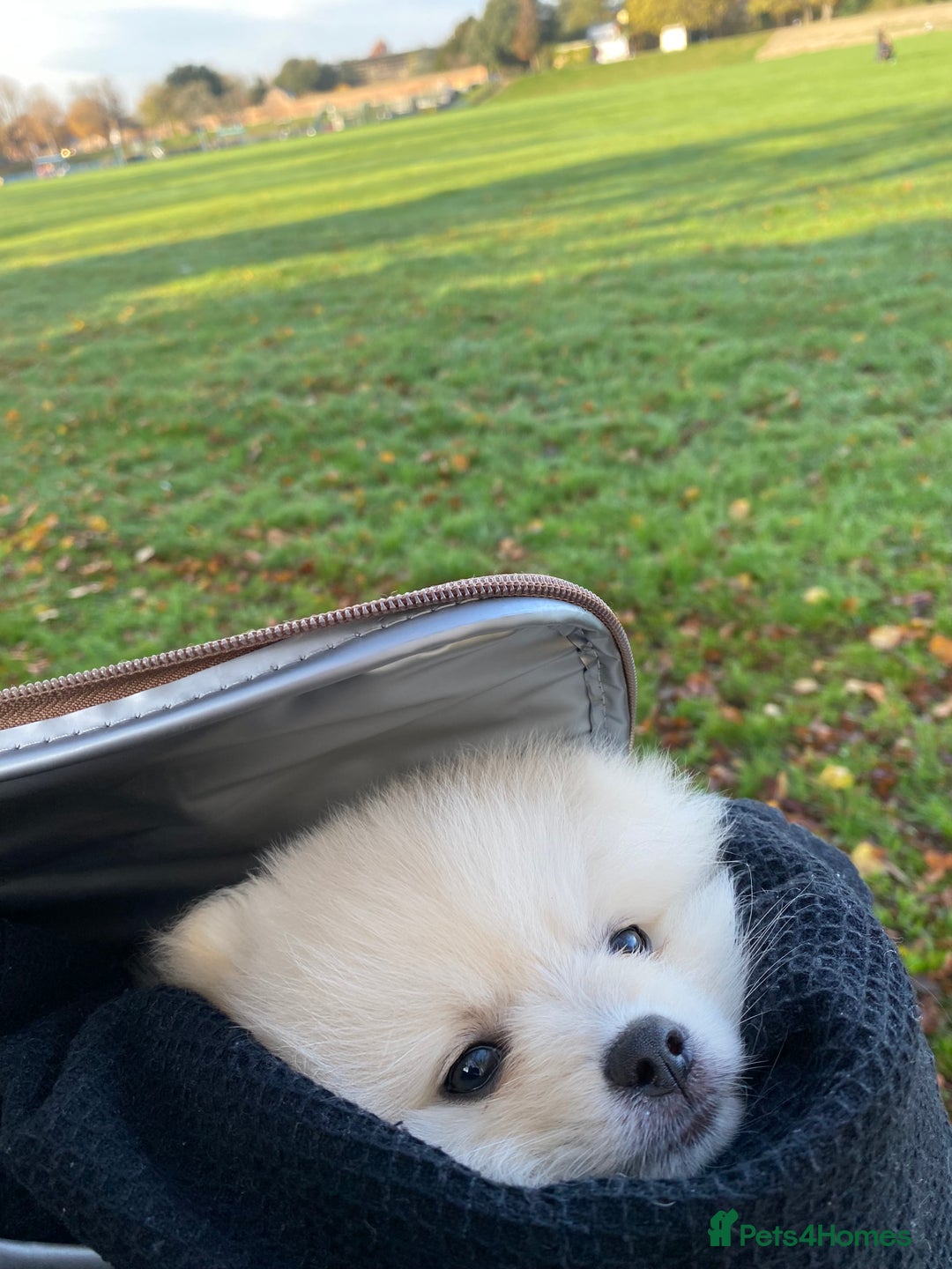 Pomeranian dogs for sale: Small Boy Pomeranian  - Image 1