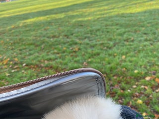 Pomeranian dogs for sale - Advert 1