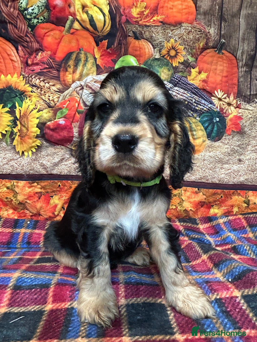 Cocker Spaniel dogs for sale: KC show cocker spaniel puppies. Ready Now! - Image 10