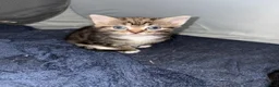 Mixed Breed cats for sale: Kittens for sale - Advert 3