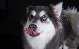 Pomsky dogs for stud: F3 Pomsky Stud (Blue and White) - Advert 8
