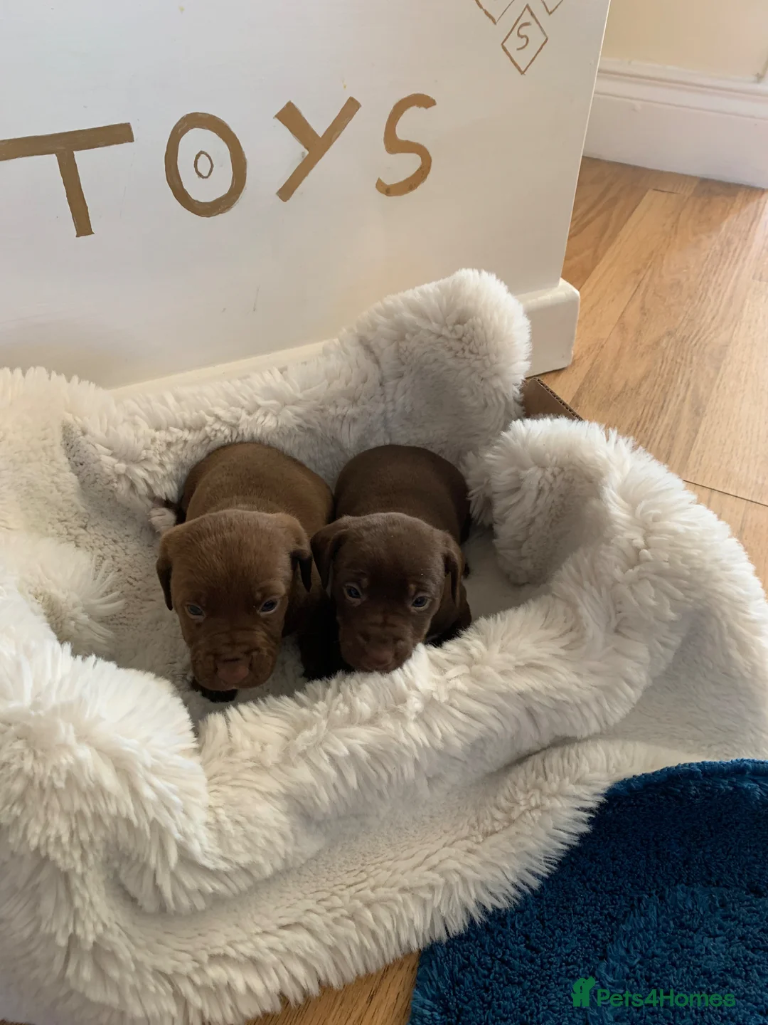 Dachshund dogs for sale: Lola’s puppy’s  - Advert 26