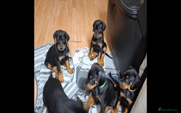Dobermann dogs for sale: Beautiful Doberman puppies 3 boys 3 girls for sale - Image 7