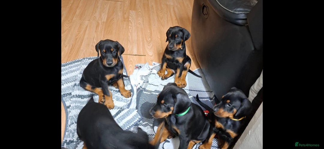 Dobermann dogs for sale: Beautiful Doberman puppies 3 boys 3 girls for sale - Image 7