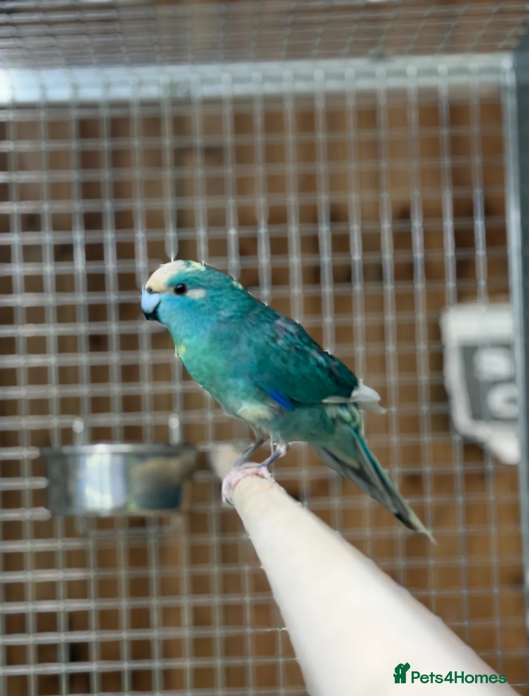 Parakeets birds for sale: Kakarikis  - Advert 2