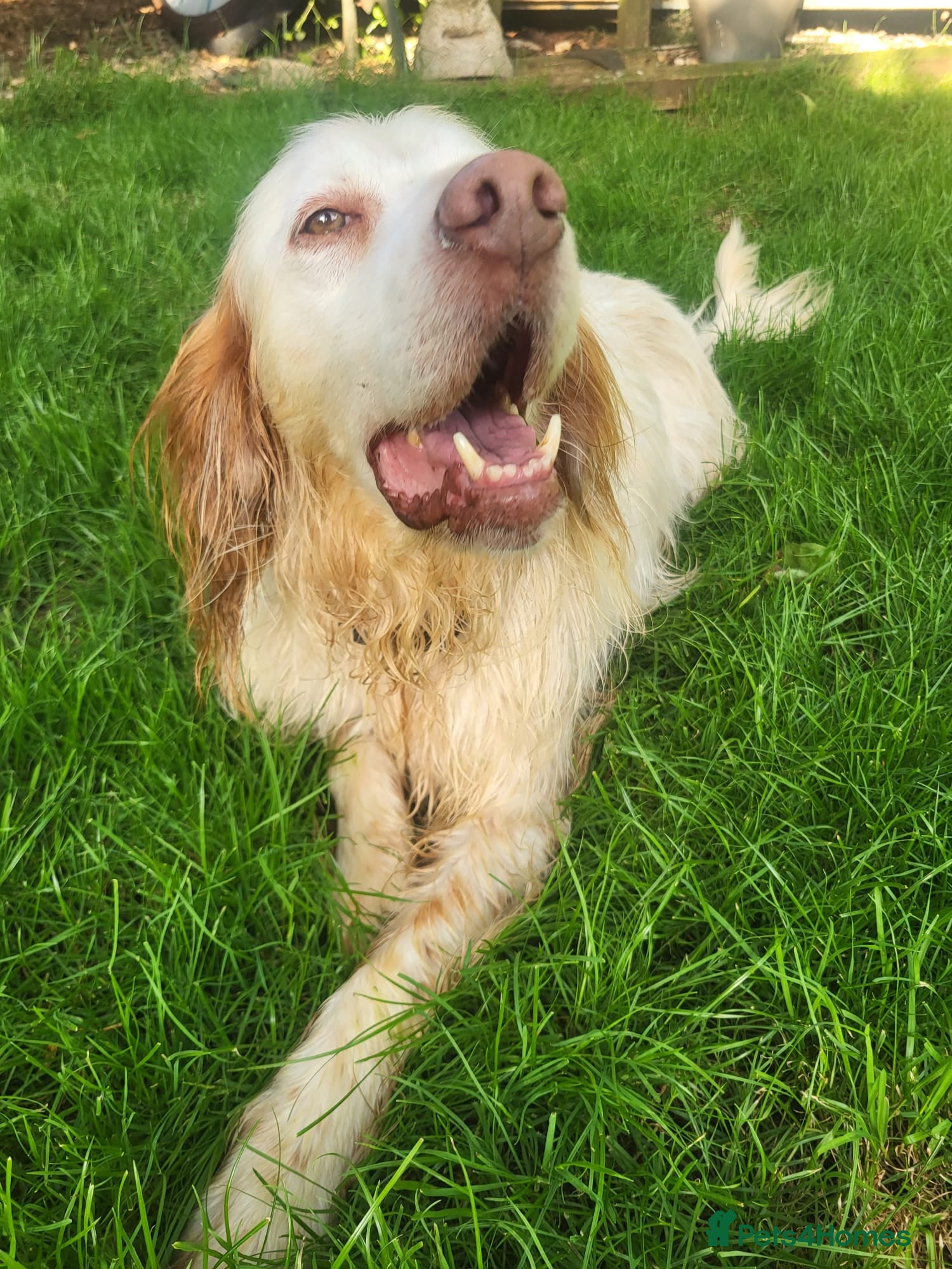 English Setter dogs Arlo! - Advert 1