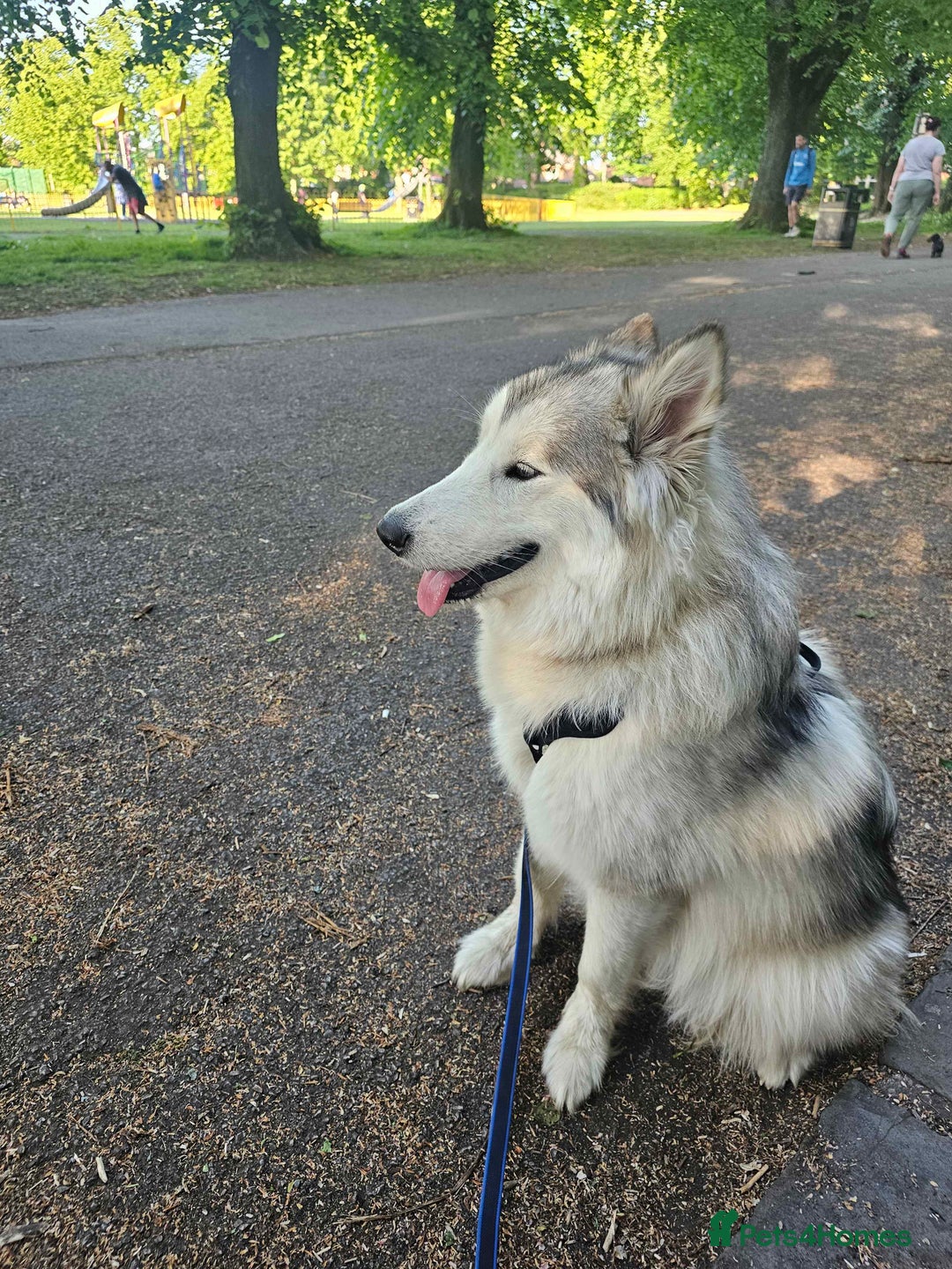 Alaskan Malamute dogs for sale: 1 year old Alaskan Malamute girl to good home. - Image 5
