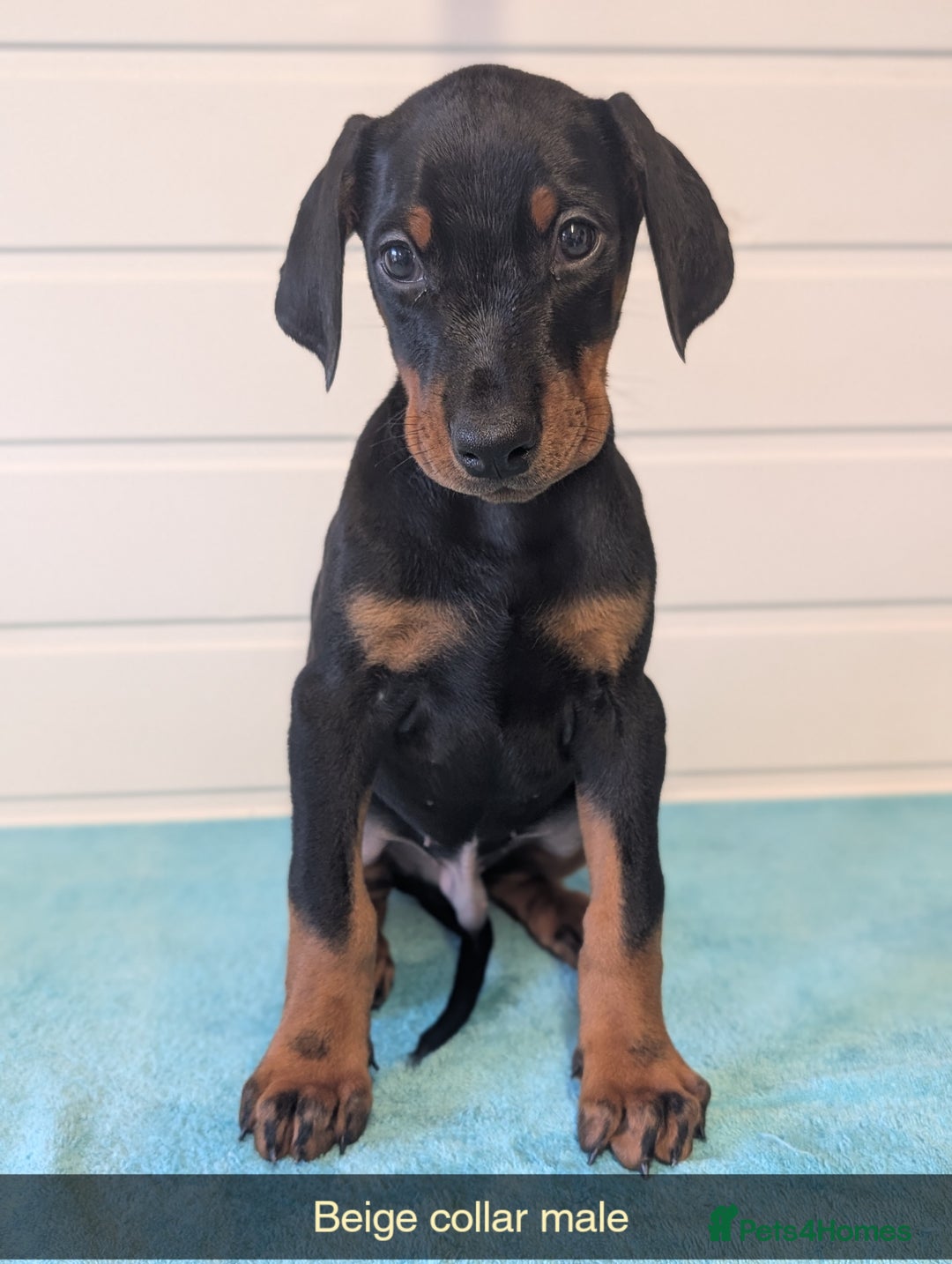 Dobermann dogs for sale: Doberman puppies "ready now" - Image 33