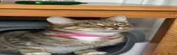 Mixed Breed cats for sale: Kittens in Hartlepool - Advert 1