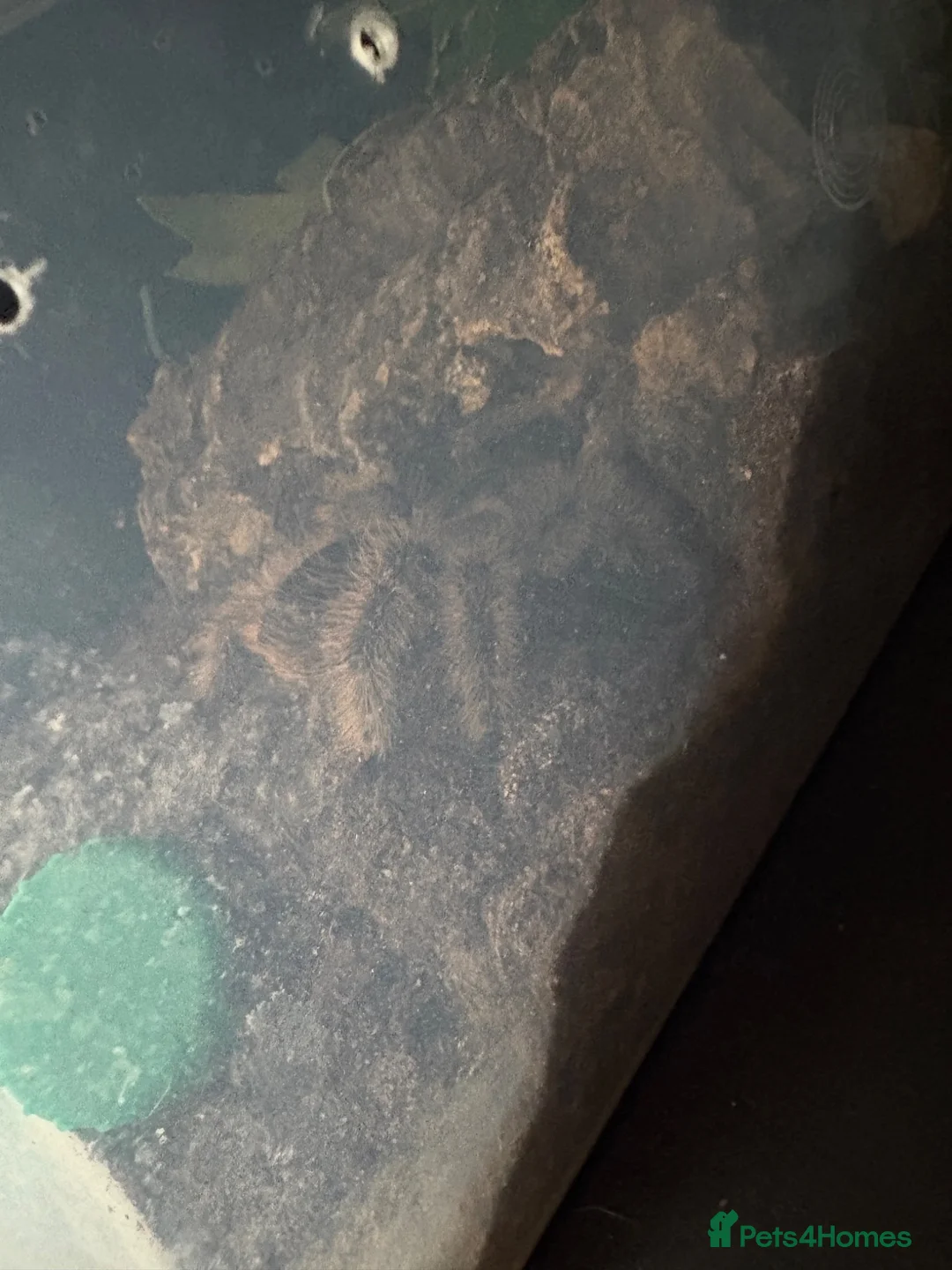 Tarantulas invertebrates for sale: Tarantula list  in Swindon - Advert 2