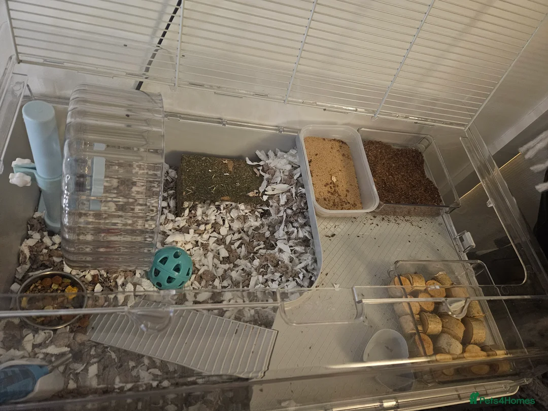 Hamster rodents for sale: Kinder the Syrian hamster  - Advert 7