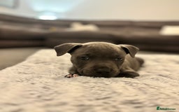 Staffordshire Bull Terrier dogs for sale: 2 GORGEOUS boys  - Image 13