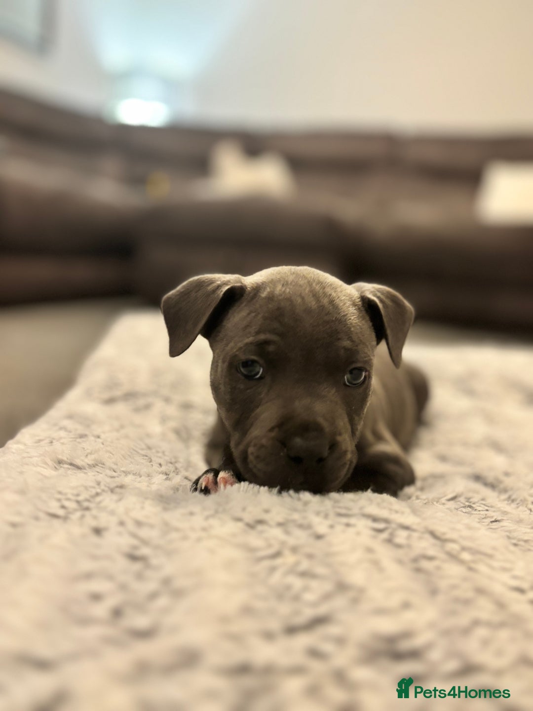 Staffordshire Bull Terrier dogs for sale: 2 GORGEOUS boys  - Image 13