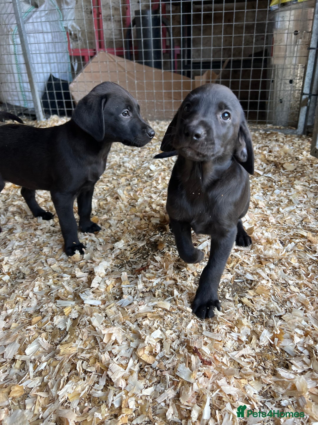 Labrador Retriever dogs for sale: Two stunning lab pups left  - Image 4