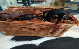 Miniature Dachshund dogs for sale: REDUCED. KC:reg Two Boys Smooth  - Image 6