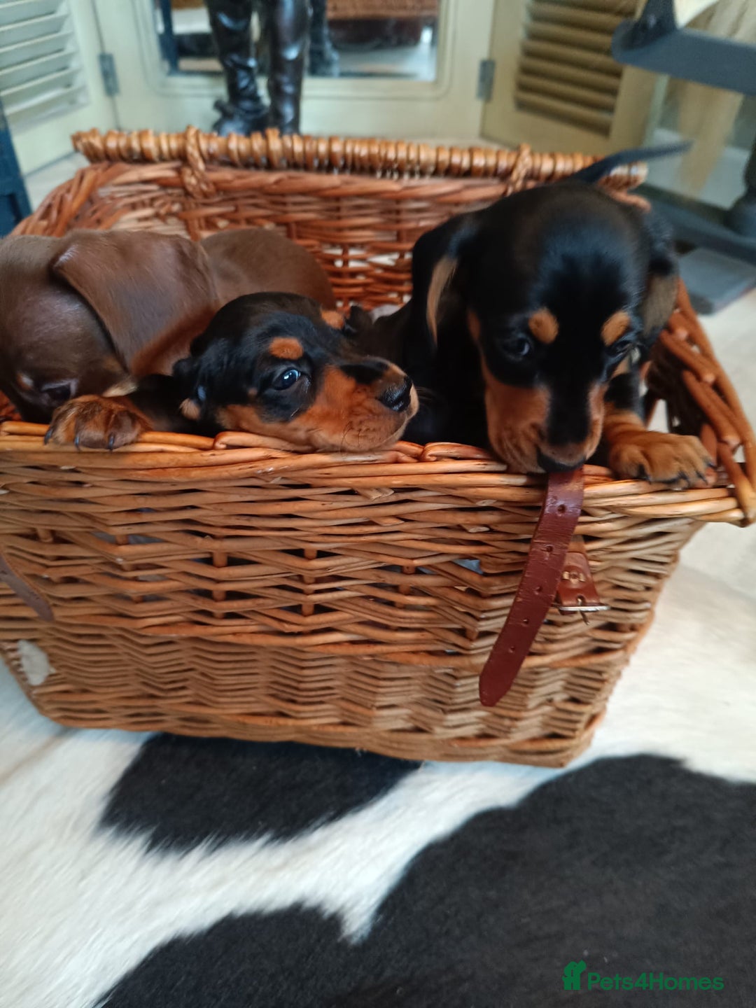 Miniature Dachshund dogs for sale: REDUCED. KC:reg Two Boys Smooth  - Image 6