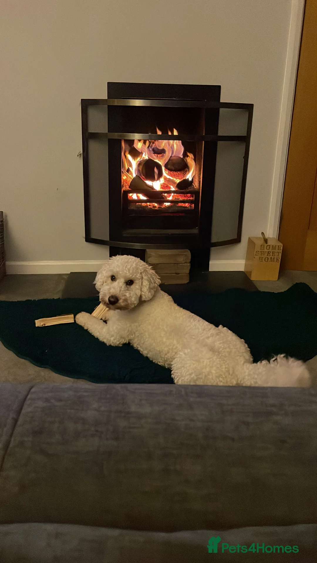Miniature Poodle dogs for stud: Cream Miniature Poodle - available for stud in Welwyn - Advert 4