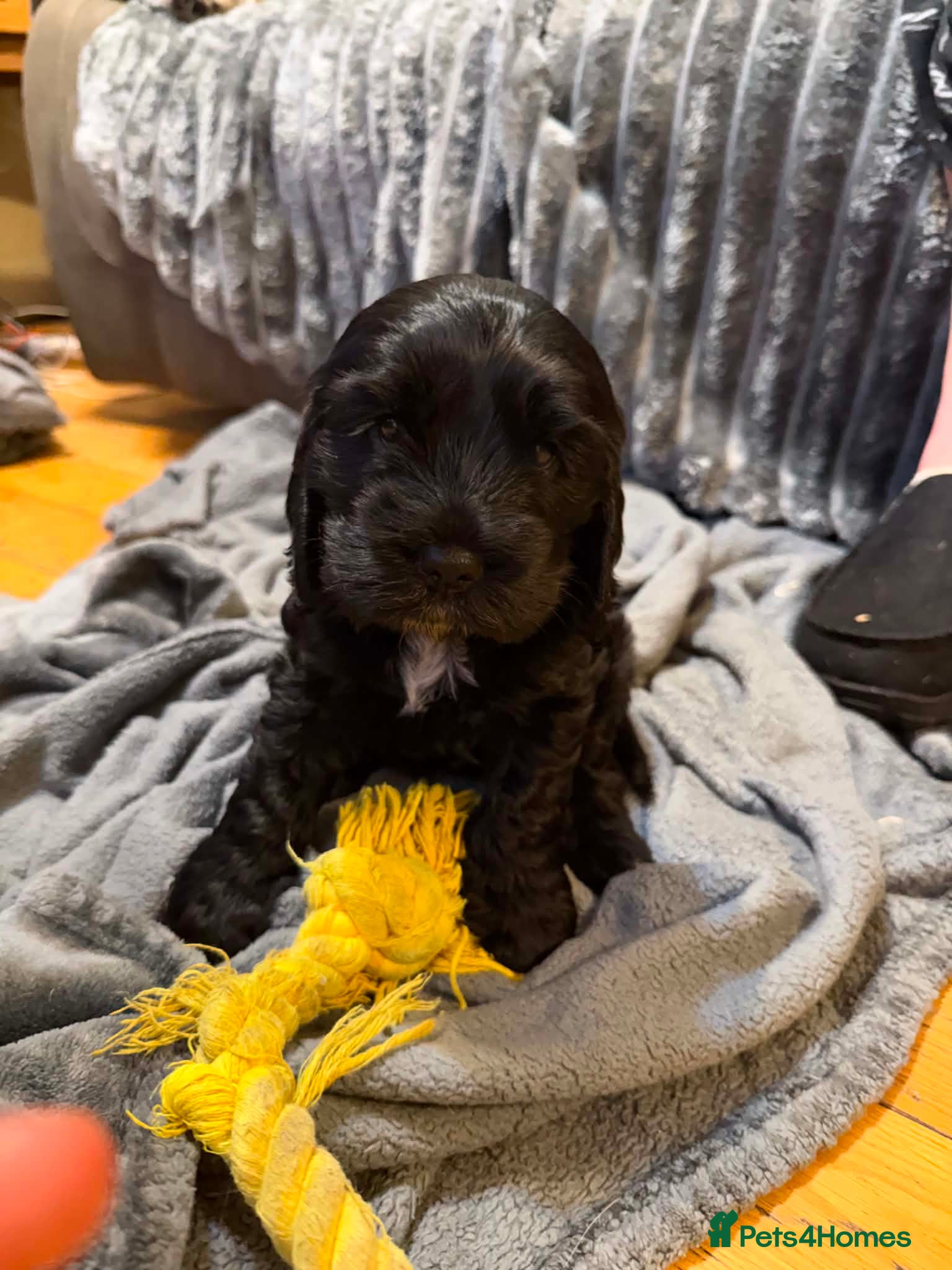Cockapoo dogs Stunning cockapoos - Advert 2